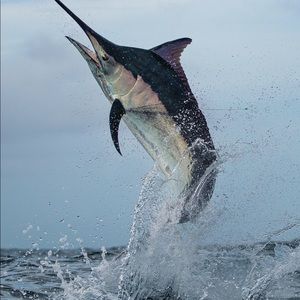 Meet your Posher, Mathew